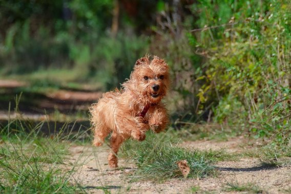 run