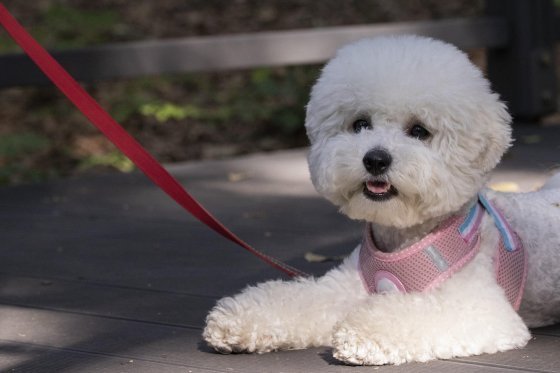 Dog Walking