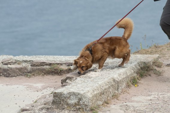 walk
